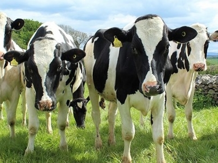 Novo método aumenta eficiência na seleção de gado