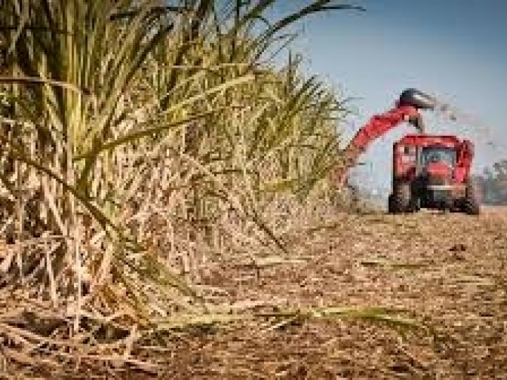Com quase 40% da safra colhida, produção de açúcar apresenta redução de 900 mil toneladas