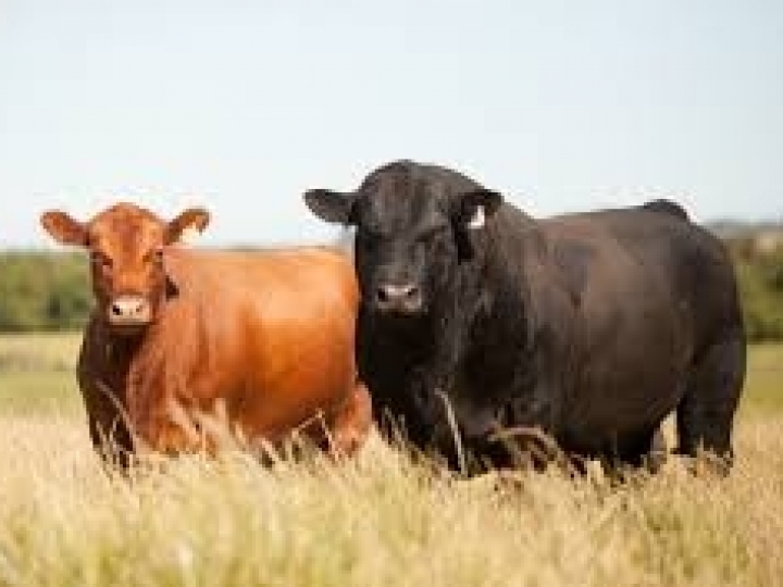 Angus detalha projeto pioneiro em fórum de Carne Sustentável da América Latina