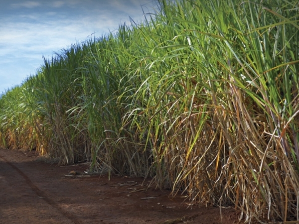 Muneo BioKit® une solução química e biológica para aumentar a produtividade e a longevidade do cultivo. Foto: Divulgação