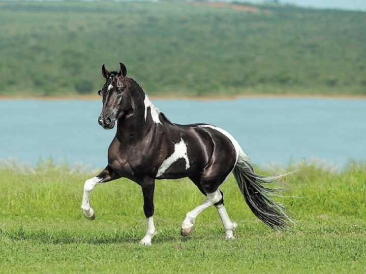 Em constante crescimento, mercado de equinos movimenta R$ 16,5 bi ao ano 