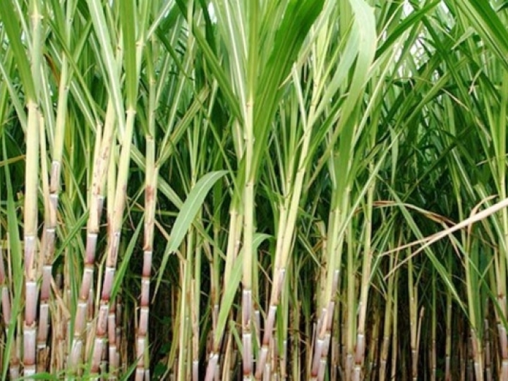 Pesquisa utiliza técnica rápida e de baixo custo para identificar genótipos resistentes ao raquitismo da soqueira da cana