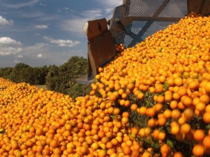 Inteligência artificial é aplicada para contar laranjas no pomar