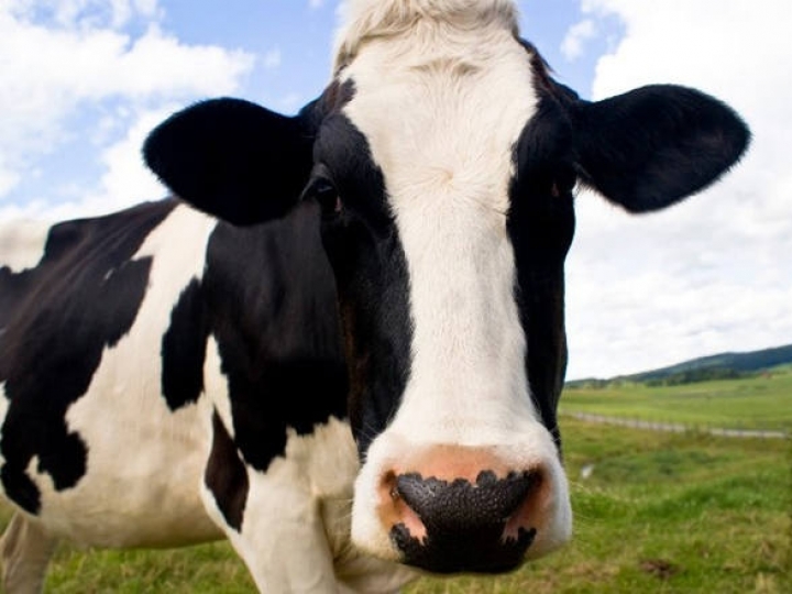 Mastite: 7 estratégias para evitar perdas