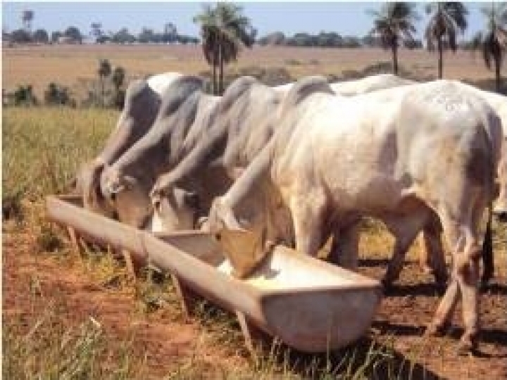 140 bovinos do IZ para venda