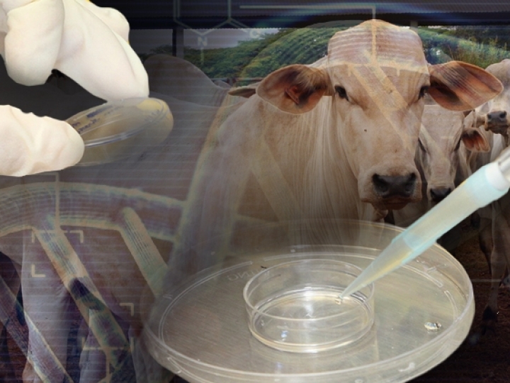 Tecnologia de transferência de embriões