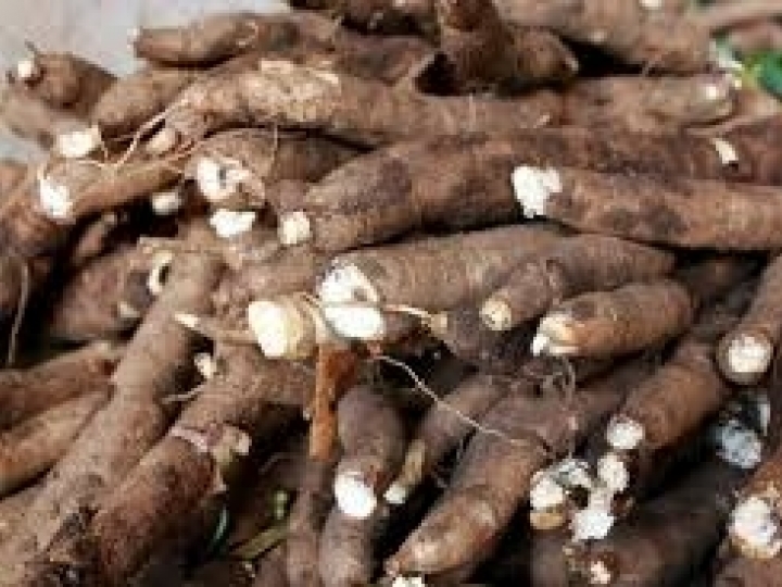 IBRAF oferece capacitação em pós-colheita da mandioca para jovens africanos