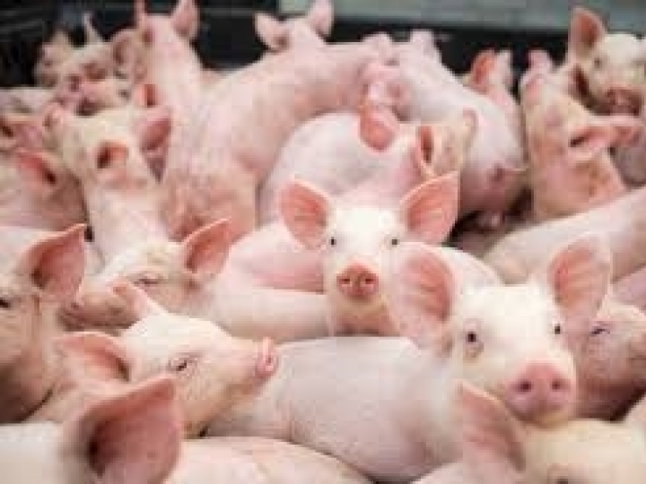 Receita de exportações de carne suína cresce 24,1% em julho