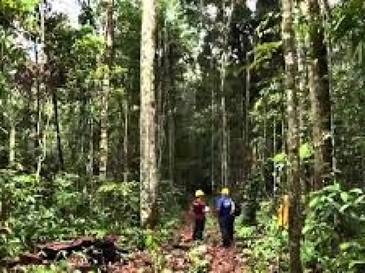 Aberta inscrições para manejo florestal sustentável