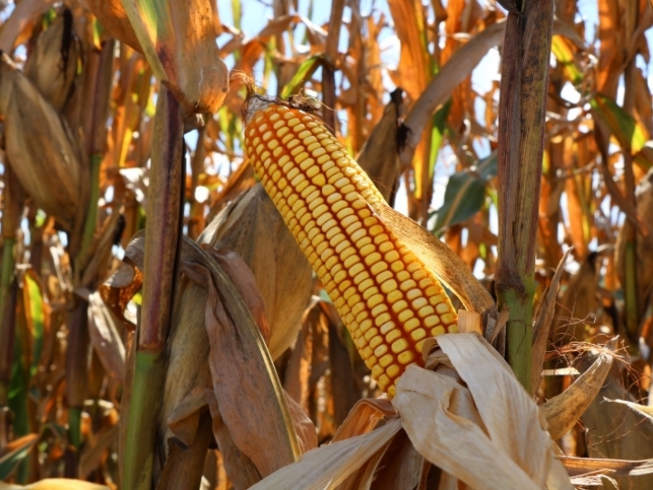 Embarques de milho somam US$ 1,34 bi em agosto