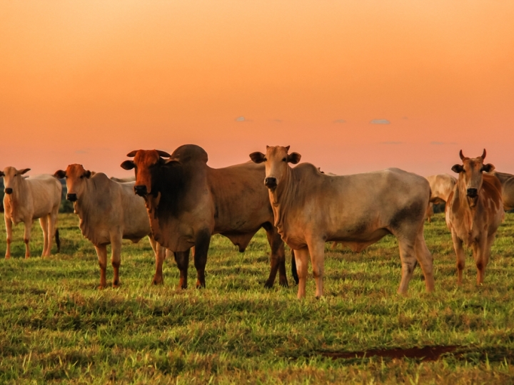 Equador abre o mercado de bovinos vivos para o Brasil