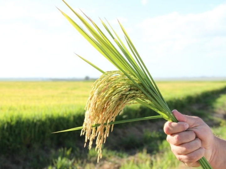 Novos mapeamentos agrícolas de arroz irrigado e culturas de verão