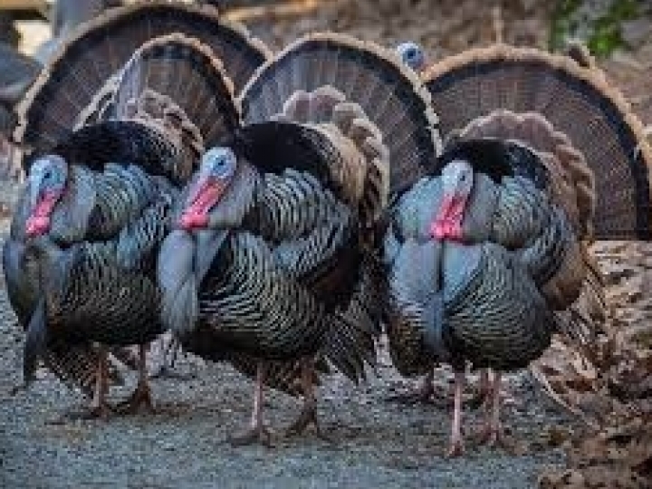 Clones que podem ser resistentes à monilíase serão testados no Peru