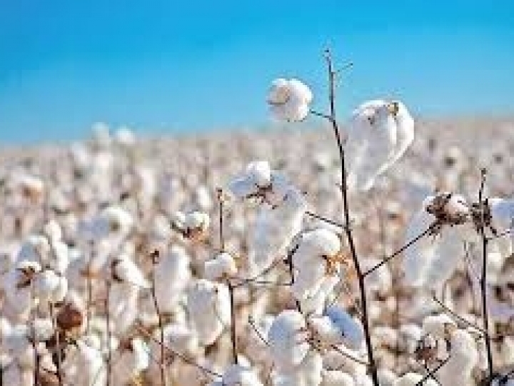 Alteração no período do vazio sanitário do algodão