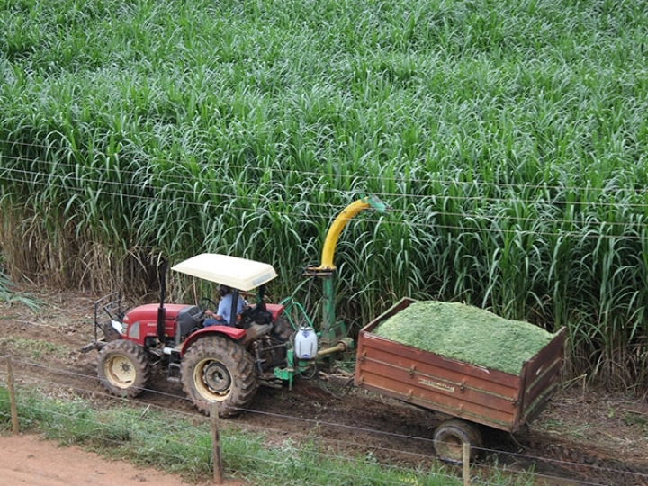 Cultivar de capim-elefante rende 30% a mais 