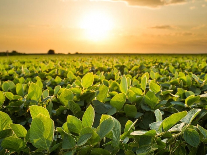 Pesquisadoras da Fundação MT alertam sobre manejo de doenças para soja