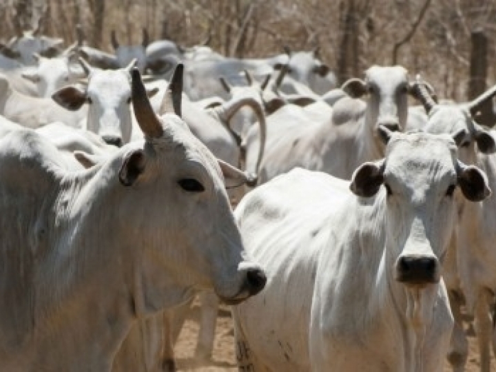 Identificados genes potencialmente ligados à resistência do gado a variações ambientais 