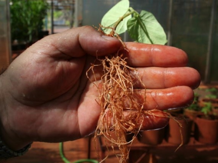 Fungicida mais eficiente e menos tóxico terá registro liberado