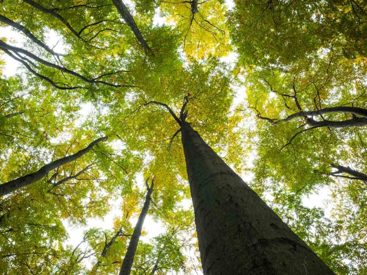 Florestas Plantadas geram estoque de 4,2 bilhões de gás carbônico equivalente