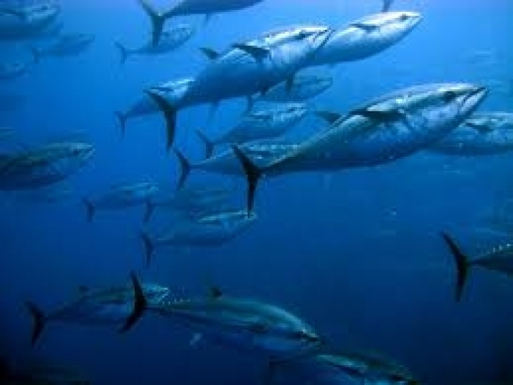 Norma para portos interessados em atuns