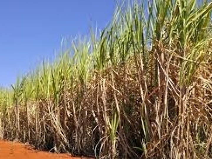 Produção de etanol por tonelada de cana bate recorde histórico no período de safra