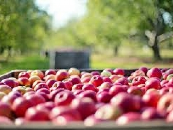 Dez defensivos agrícolas biológicos e orgânicos têm registro publicado