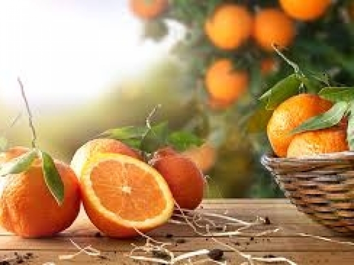 Conab lança edital para incentivar o escoamento de 20 mil t de laranja no Sul