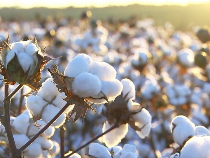 Exportação de algodão brasileiro terá alta de 30%