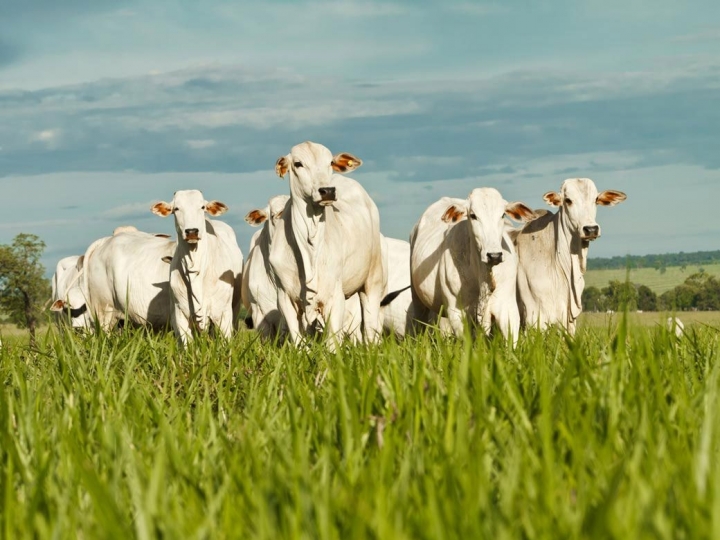 Regras para destinação de resíduos da pecuária