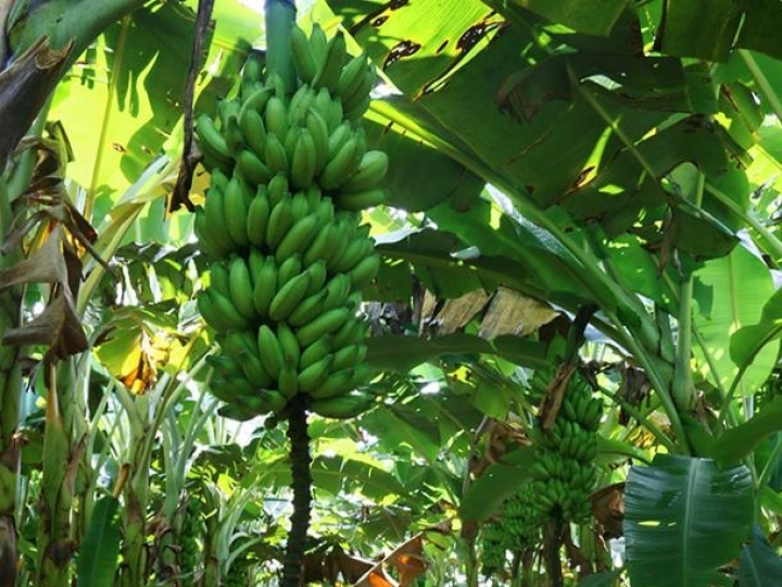 Ações para prevenir a entrada de praga na fronteira do Brasil com a Venezuela