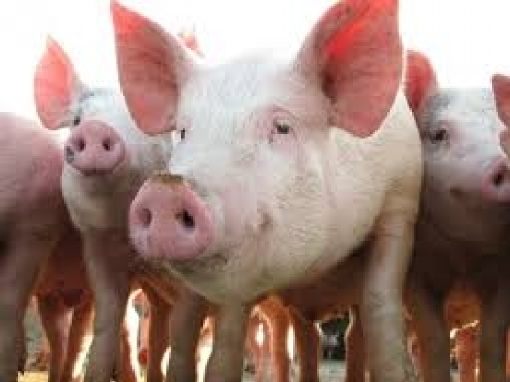 Tecnologia IZ com menor impacto ambiental para produção de suínos