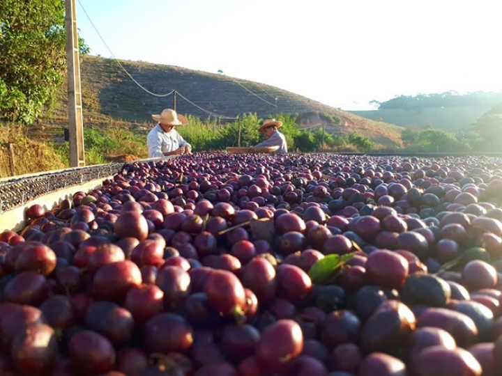 Startup inova exportando cafés especiais para a Europa