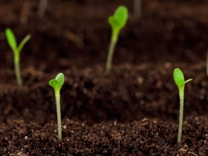 Agricultores podem recuperar poupança de US$ 40 milhões depositada em solo brasileiro