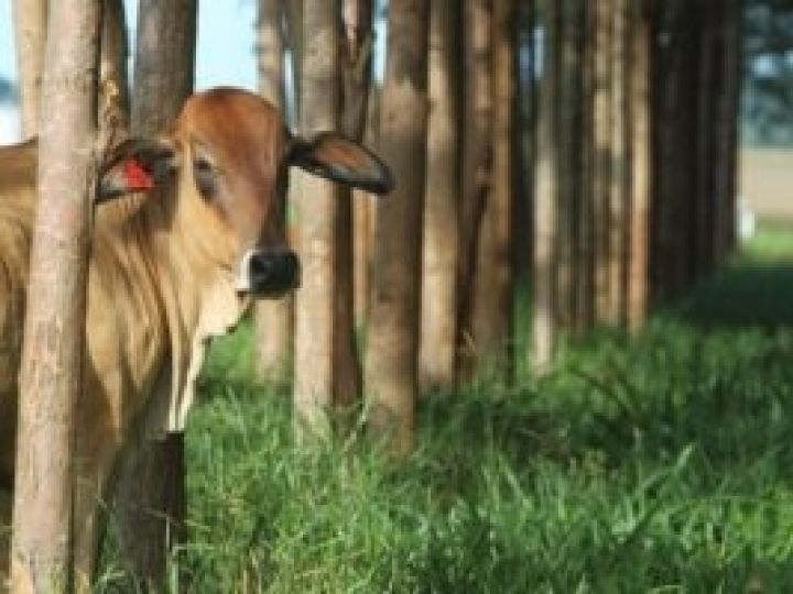  US$ 195 milhões para investimentos em defesa agropecuária