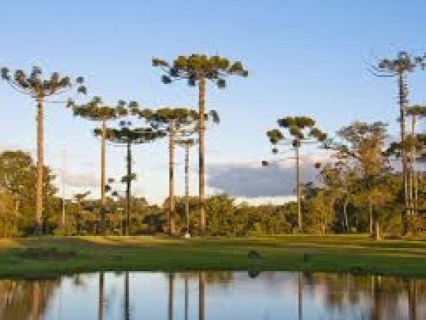 A araucária ocorre predominantemente nos estados do Sul do Brasil e em algumas regiões serranas do Sudeste. Foto: Internet
