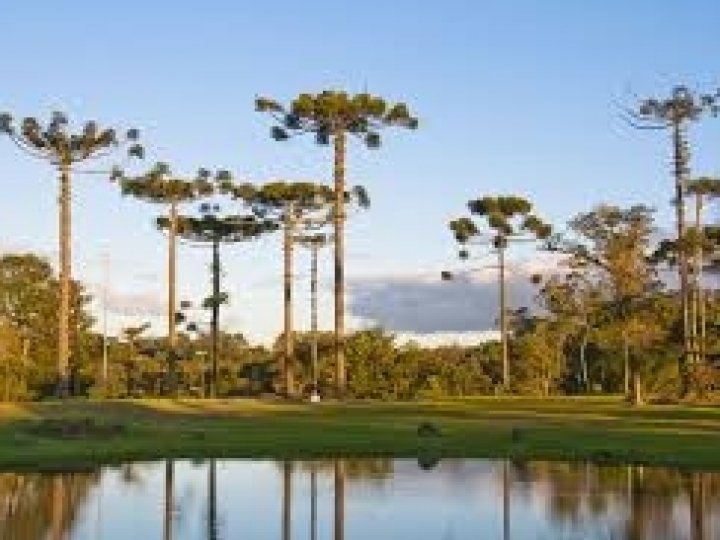 Sem estratégias de conservação, araucária deve ser extinta em 2070,