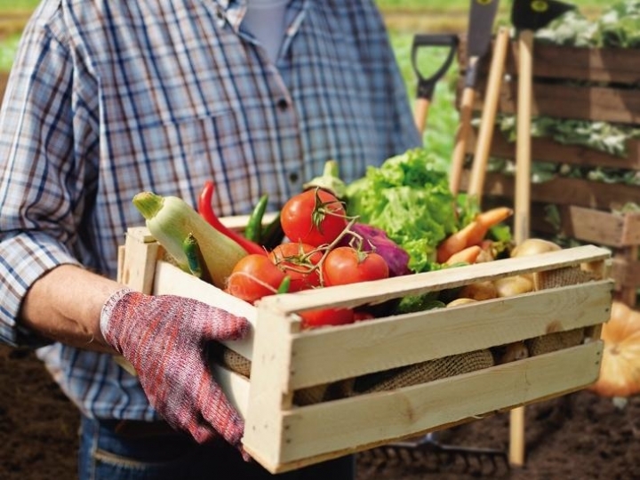 Agricultura familiar movimenta a economia e preserva o meio ambiente
