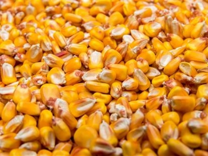 Conab marca leilão para venda direta de 50 mil t milho em apoio a criadores de animais