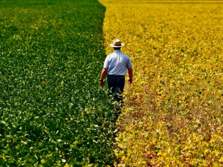 Produtividade da agropecuária cresce 3,36% ao ano