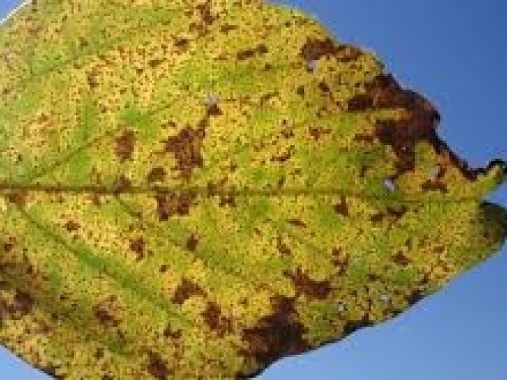 Pesquisa inédita chega à montagem do genoma do fungo da ferrugem-asiática