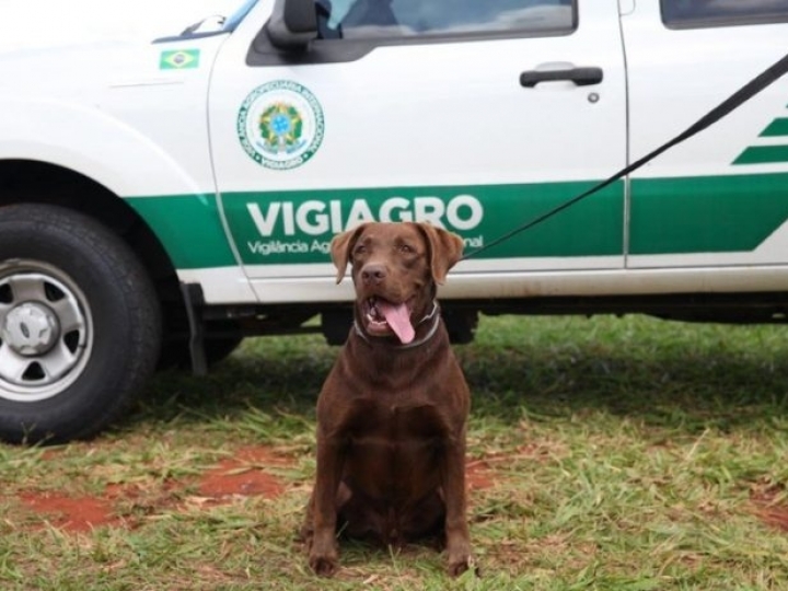 Cachorro Léo comemora cinco anos com muito trabalho na inspeção agropecuária