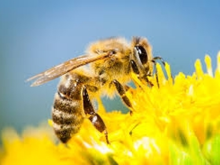 Ações de apoio à apicultura e meliponicultura