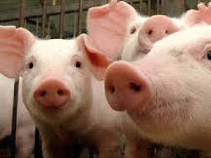 Confirmado foco de Peste Suína Clássica em Alagoas