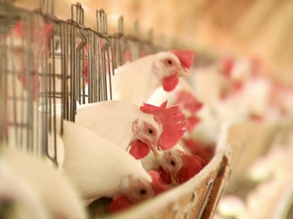 Foto: Reprodução/ Sistema Famasul