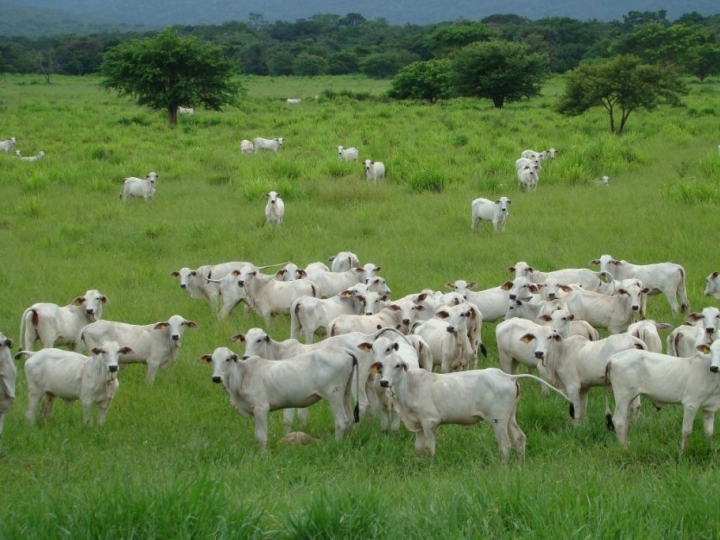 CNA prevê aumento de 7,2% no valor bruto da produção pecuária em 2019