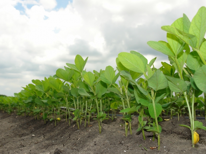 Falta de chuva atrasa o plantio da soja no sul de Rondônia