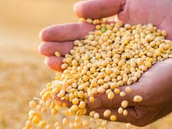 Importância de o Brasil vender produtos da soja com valor agregado