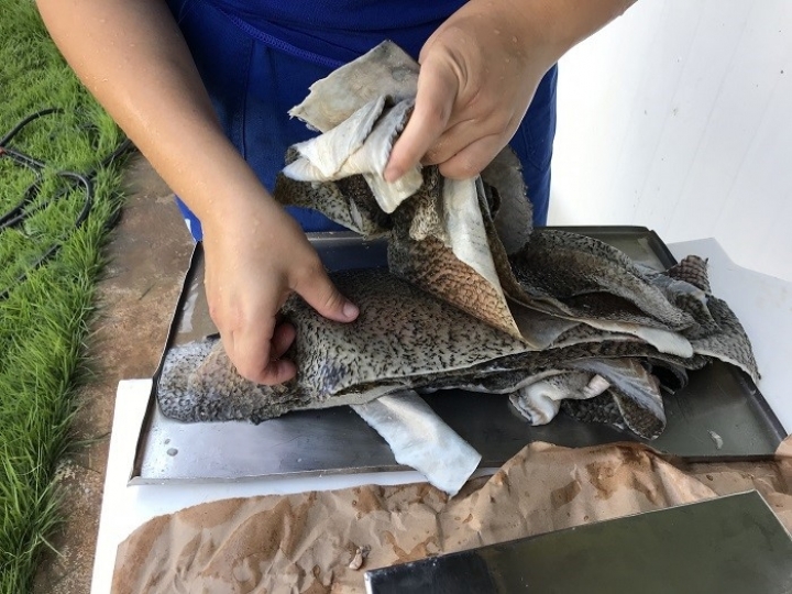 Curso mostra como curtir pele de peixe 