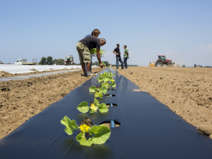 Cultivo com mulching de bioplástico compostável: menor custo e maior produtividade