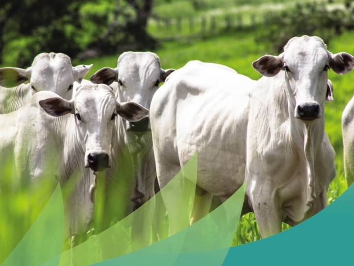 US$ 200 milhões para a Defesa Agropecuária